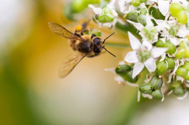A closeup shot of a honeybee on the flower clipart