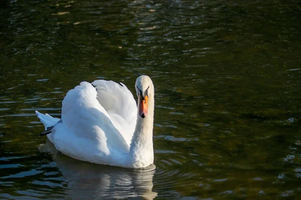 Closeup Shot White Swan Lake Day — Stock Photo, Image