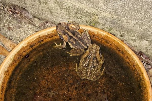 접시에 두꺼비를 유약을 동물은 오스트레일리아의 해충이다 — 스톡 사진