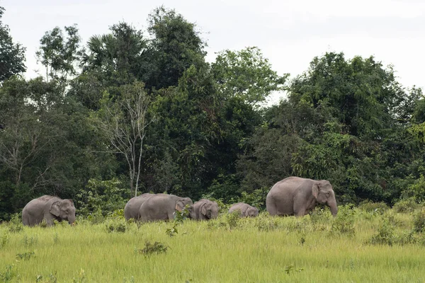 Manada Capturada Yendo Hacia Derechaelefante Indio Elephas Maximus Indicus Parque — Foto de Stock