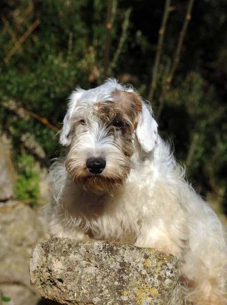 Colpo Verticale Cane Sealyham Terrier All Aperto — Foto Stock