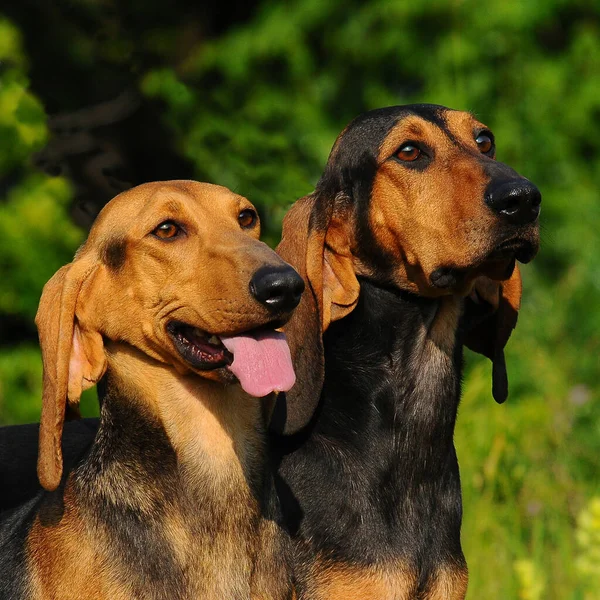 Dos Perros Italianos Segugio Perro Sabueso Italiano Con Una Cabeza —  Fotos de Stock