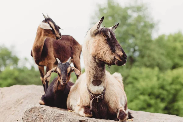 Nahaufnahme Von Drei Antilopen — Stockfoto