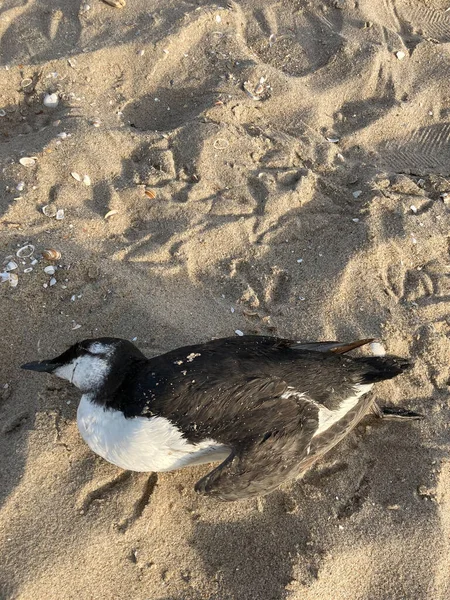 Uma Vista Superior Uma Ave Marinha Morta Uma Praia Areia — Fotografia de Stock