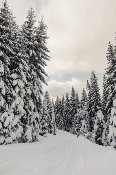 一片冬季的风景 山上有松树林 雪下得很大 — 图库照片