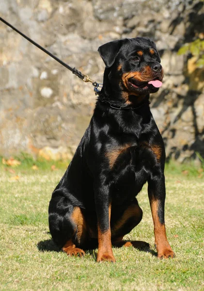 Saf Bir Rottweiler Dikey Yakın Çekimi — Stok fotoğraf