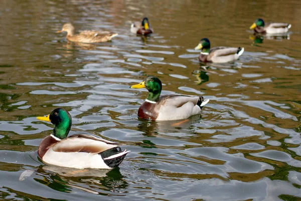 一群野鸭在公园的湖上游泳时的特写镜头 — 图库照片