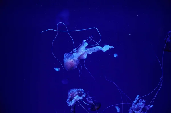 Beautiful Underwater Scene Jellyfish — Stock Photo, Image