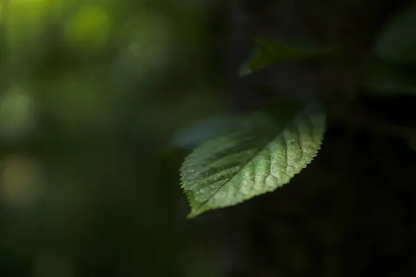 Tiro Seletivo Foco Uma Folha Verde Planta — Fotografia de Stock