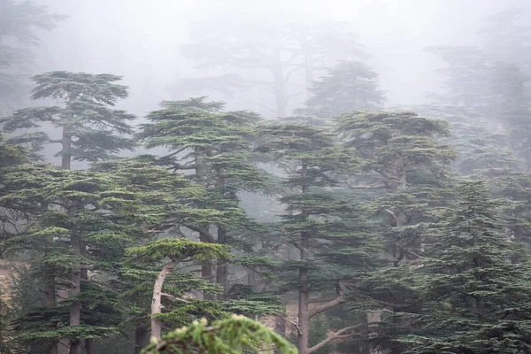 チェリア国立公園 オーレス山脈 アルジェリアからの霧に覆われた天気の青いアトラス杉の森の風景 — ストック写真