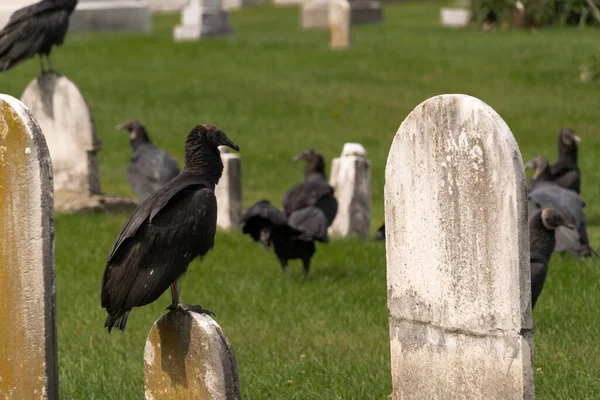 墓地の緑の芝生と墓石に立っている黒いハゲタカの群れ — ストック写真
