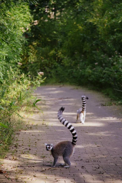 Dwa Słodkie Lemury Pierścieniem Ogonowym Spacerujące Wąską Leśną Ścieżką Jeden — Zdjęcie stockowe