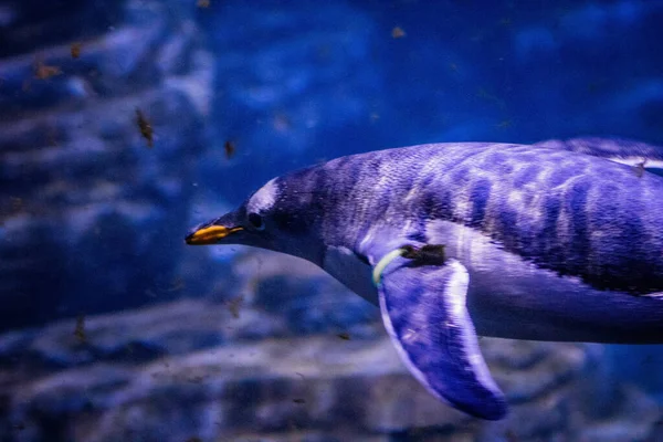 Pingwin Pływający Pod Wodą Zoo — Zdjęcie stockowe