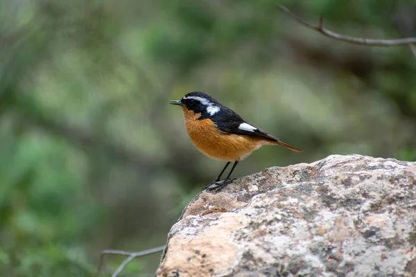 Zdjęcie Bliska Dorosłego Samca Moussier Redstart Phoenicurus Moussieri Parku Narodowym — Zdjęcie stockowe