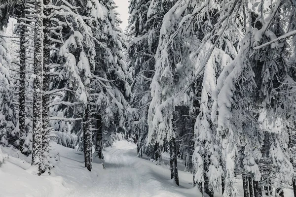 Ein Schneebedeckter Kiefernwald Frostigen Winter — Stockfoto