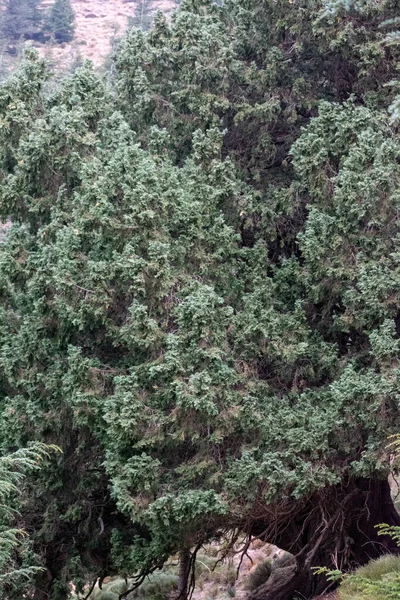 Juniperus Thurifera Ισπανικός Άρκευθος Στο Εθνικό Πάρκο Chelia Βουνά Aures — Φωτογραφία Αρχείου