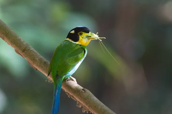 Pájaro Dibujos Animados Posado Árbol Recogiendo Material Del Nido — Foto de Stock