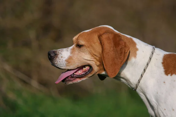 日中は屋外でドイツの短髪のポインタ犬の美しいショット — ストック写真