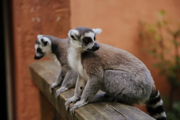 Två Söta Ringsvansade Lemurer Sitter Trä Skogen Och Tittar Sidan — Stockfoto