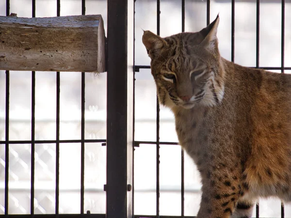 Furry Spotted Brown Common Lynx Cage David Traylor Zoo Emporia — Stock Photo, Image