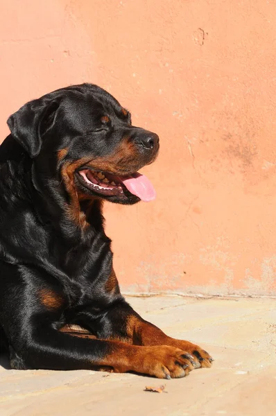 Vacker Bild Renrasig Rottweiler Hund Utomhus Dagen — Stockfoto