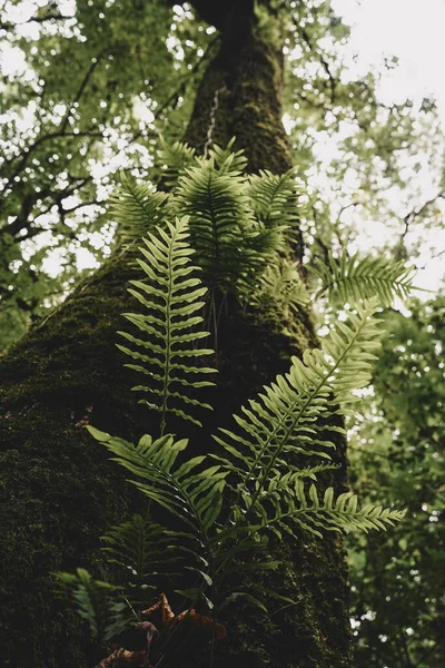 Tiro Vertical Samambaias Florestais Tronco — Fotografia de Stock
