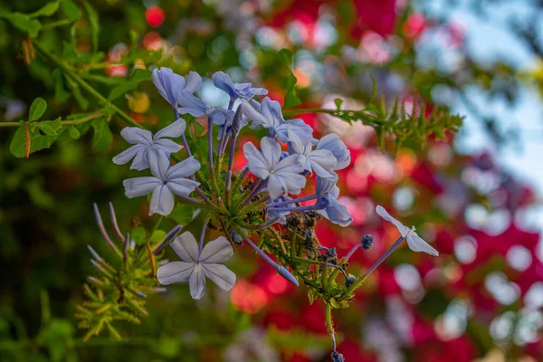 Eine Nahaufnahme Von Blauen Umhang Bleiwurzblüten — Stockfoto