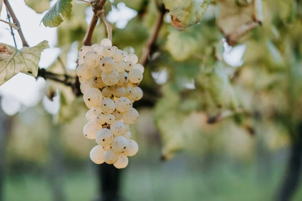 Une Vue Panoramique Raisins Frais Dans Vignoble Sur Fond Flou — Photo