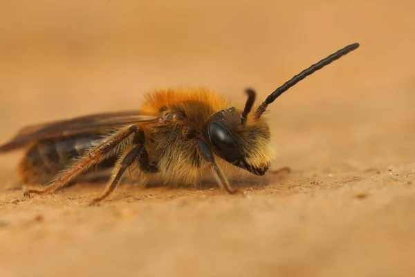 Zbliżenie Samca Pszczoły Górniczej Orange Tailed Andrena Haemorrhoa Siedzi Kawałku — Zdjęcie stockowe