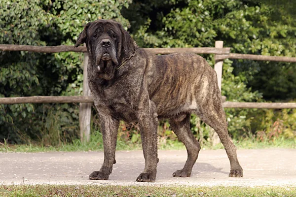 Närbild Mastiff Dog Utomhus — Stockfoto