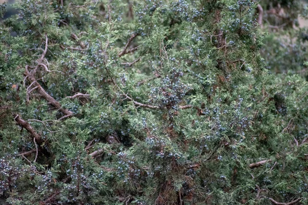 Juniperus Thurifera Genévrier Espagnol Dans Parc National Chelia Montagnes Aures — Photo