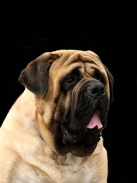 Vacker Bild Mastiff Dog Utomhus Dagen — Stockfoto