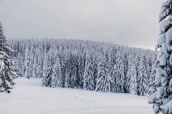 Eine Winterlandschaft Mit Kiefernwald Den Bergen Mit Einer Sehr Großen — Stockfoto