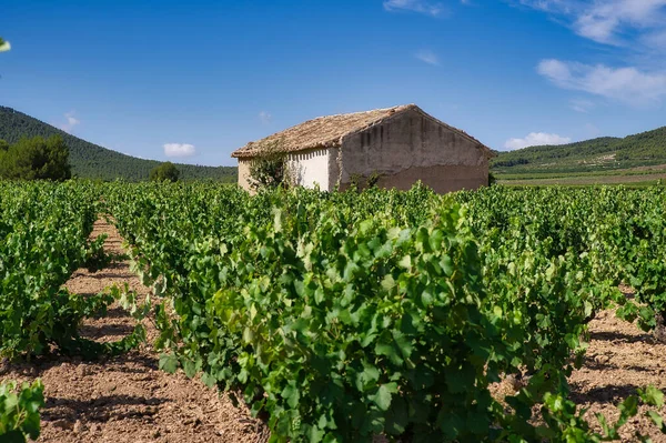 Hermoso Paisaje Rural Con Una Casa Campo Viñedos — Foto de Stock