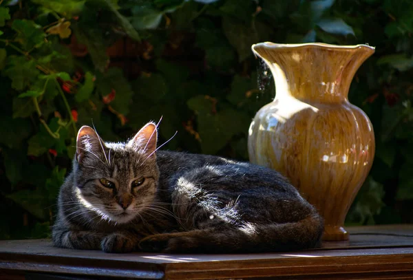 Gato Vaso Uma Mesa Abaixo Luz Solar Livre — Fotografia de Stock