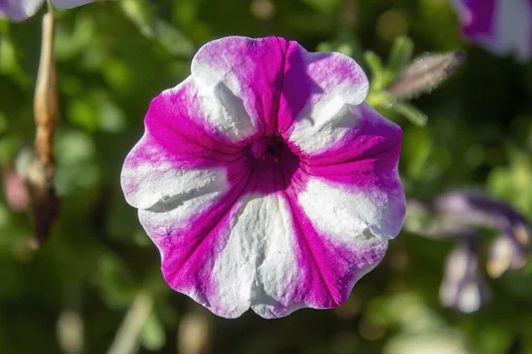 Closeup Petuniagrowing Garden Sunlight Blurry Background — Stock Photo, Image