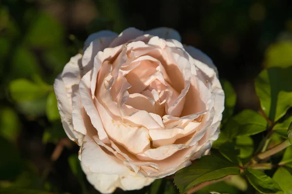 Zdjęcie Bliska Białej Madame Alfred Carriere Rose — Zdjęcie stockowe