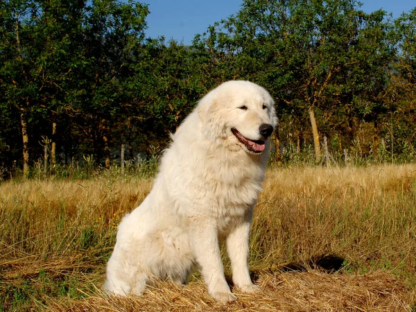 Porträtt Maremma Fårhund Vallhund Maremmano Abruzzese — Stockfoto