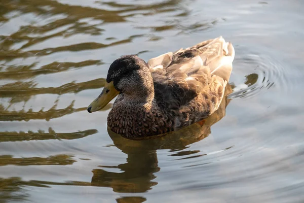 Eine Nahaufnahme Einer Ente Einem See Während Des Tages — Stockfoto