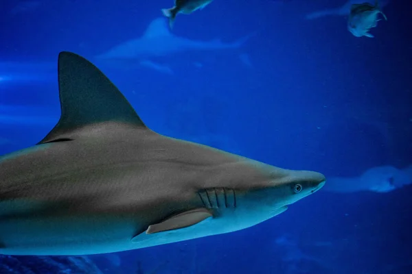 Gri Resif Köpekbalığı Carcharhinus Amblyrhynchos Altında Yüzer — Stok fotoğraf
