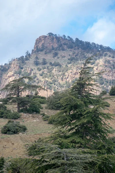 Scénický Pohled Národního Parku Belezma Regionu Aures Batně Alžírsko — Stock fotografie