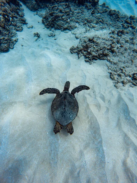 산호와 바다거북 아름다운 — 스톡 사진