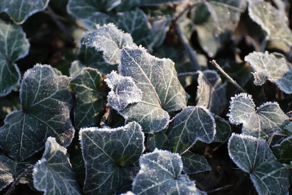 花园里一片片白雪覆盖的海产甘蓝植物 — 图库照片