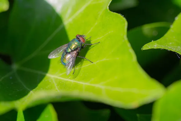 Primer Plano Una Mosca Brachycera Sentada Sol Sobre Una Hoja —  Fotos de Stock