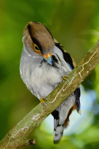 Uccello Carino Appollaiato Albero Raccogliendo Materiale Nido — Foto Stock