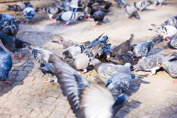 Gros Plan Groupe Pigeons Extérieur — Photo
