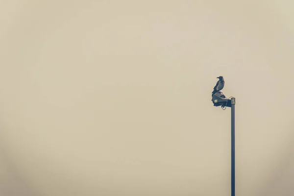 Een Vogel Straat Lamp Een Mistige Dag — Stockfoto