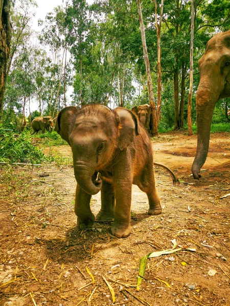 Вертикальний Знімок Дитячого Слона Лісі — стокове фото