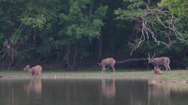 Ormandaki Vahşi Hayvan Sürüsü — Stok video