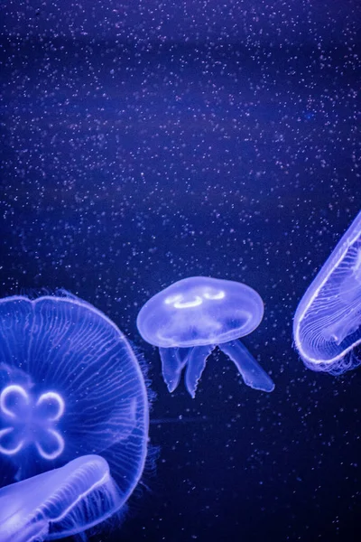 Una Hermosa Escena Submarina Con Medusas —  Fotos de Stock